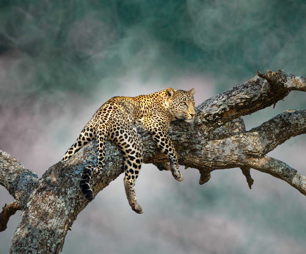 leopard leopard in a tree