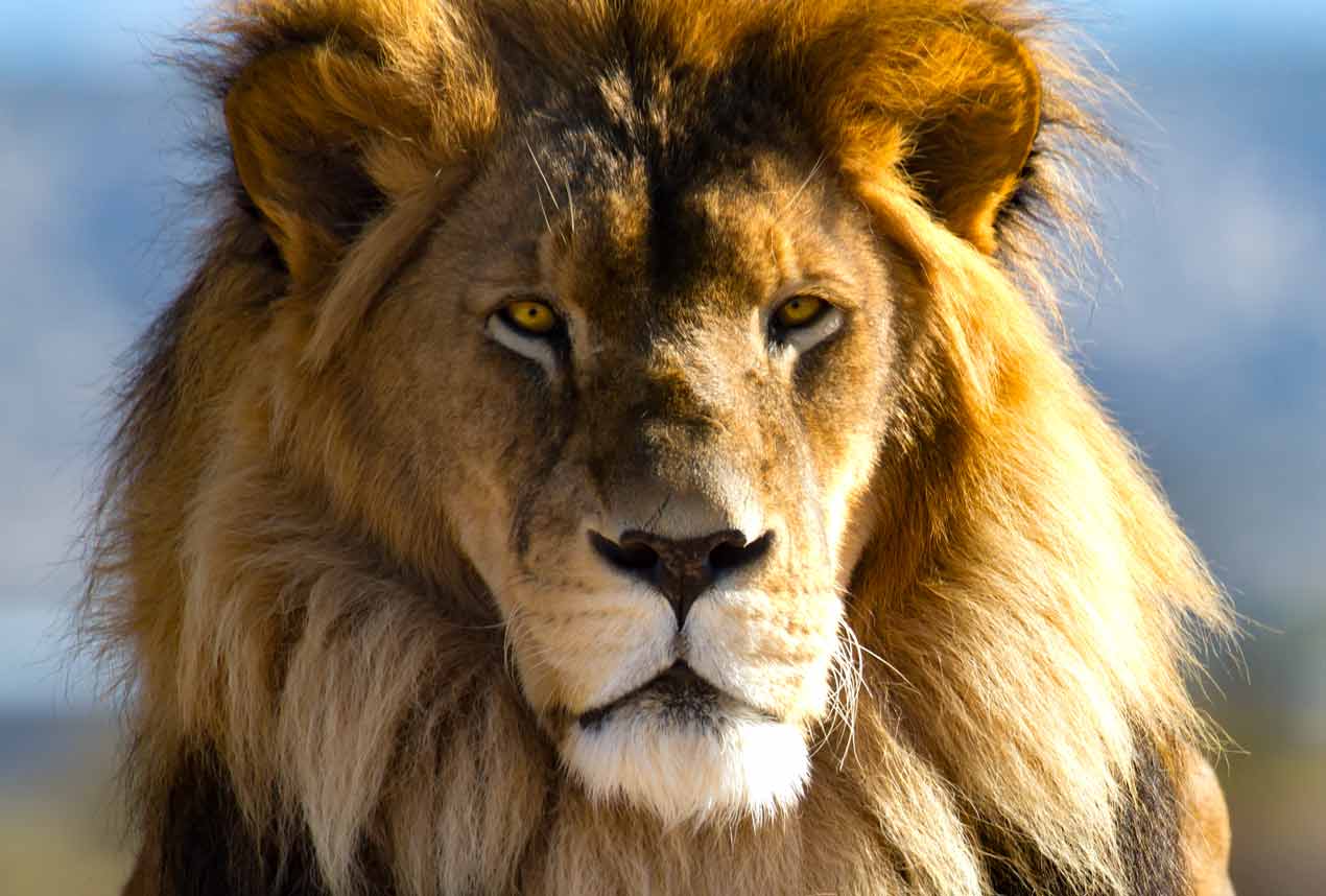 lion-slide Male Lion