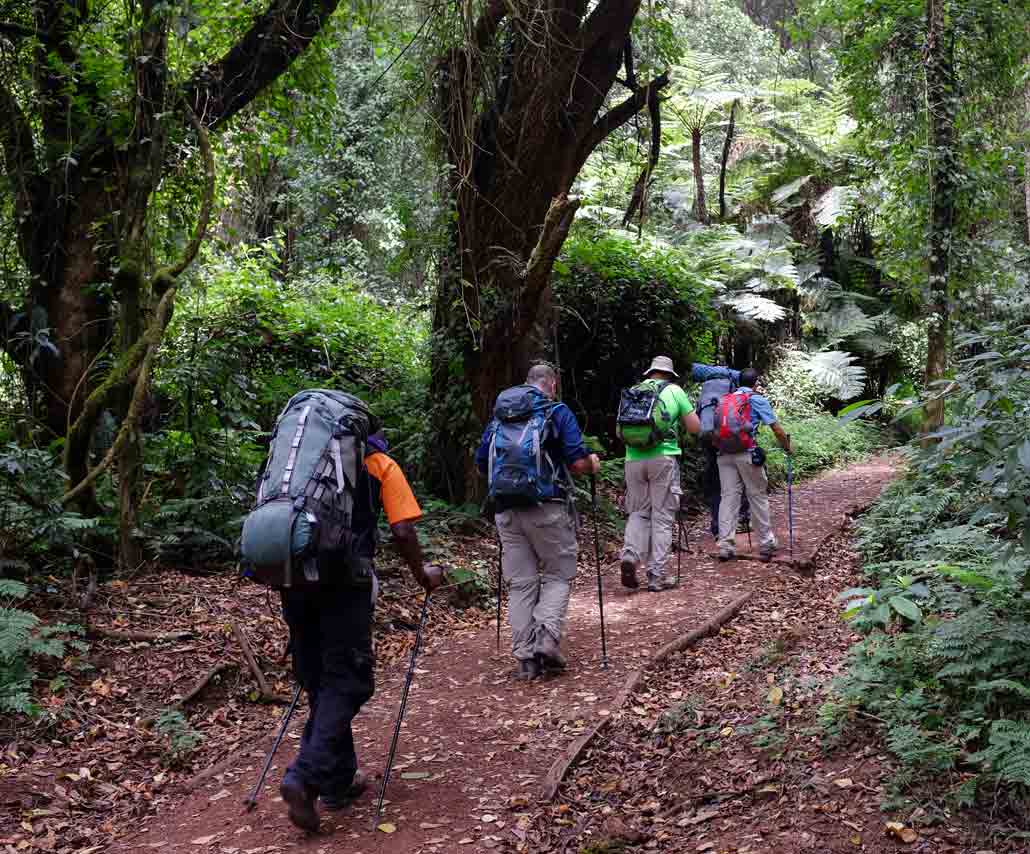 rainforest-slide trekking through Kilimanjaro's Rainforest