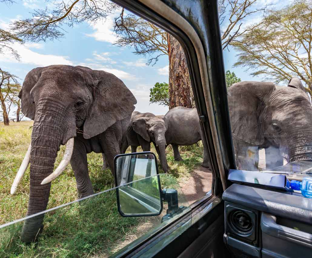 safari-slide Elephants on safari