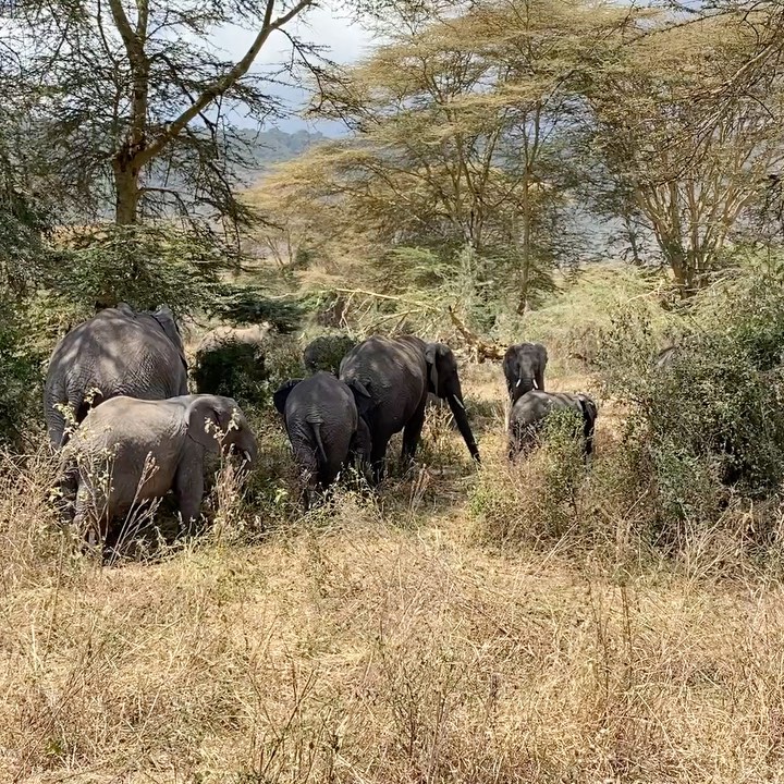 Elephants hanging out in the shade on a sunny day in Ngorongoro Crater. 

#ngorongorocrater #tanzania #safari #wanderlust #adventureseeker #doyoutravel #travelmore #goexplore #wonderfulplaces #openmyworld #lovetotravel #adventurethatislife #roamtheplanet #workandtravel #locationindependent #responsibletravel #seekmoments #postcardsfromtheworld #getoutstayout  #choosemountains #travel #travelcouple