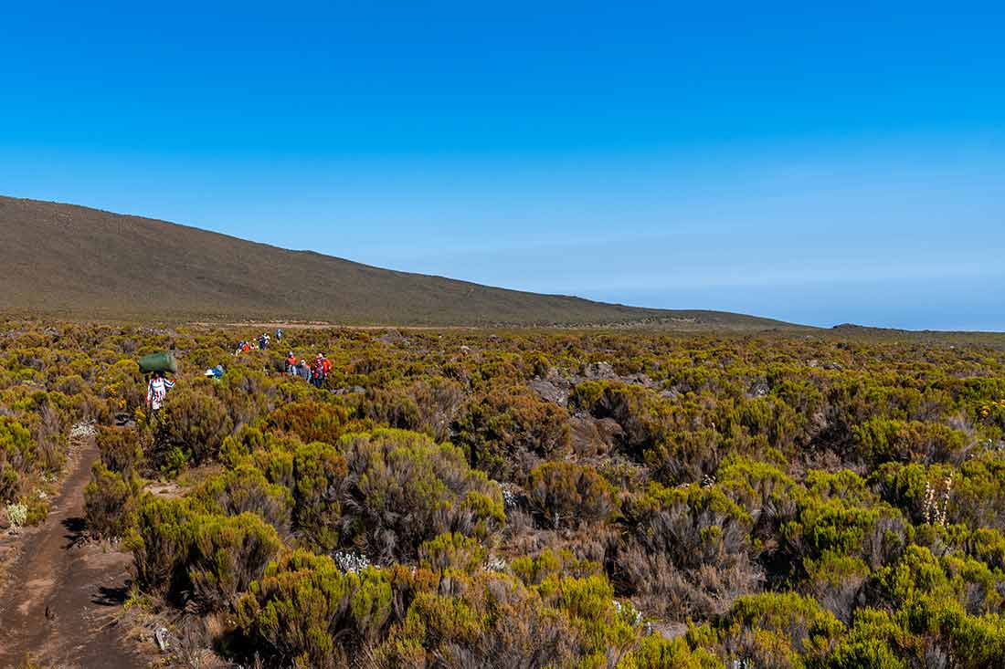 heather moorland climate zone on Kilimanjaro