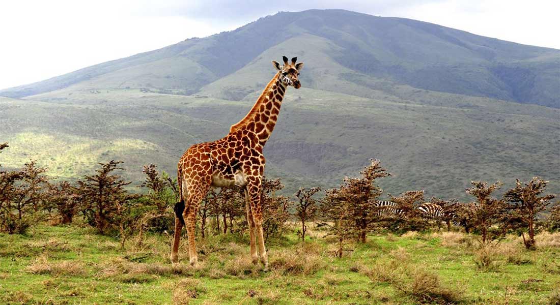 arusha national park safari