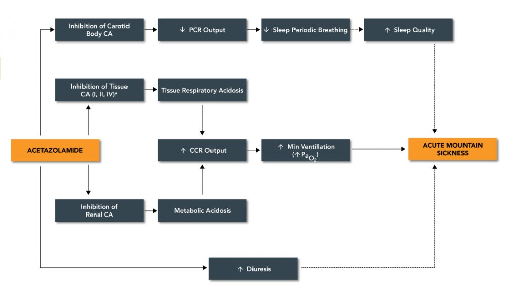 How Long Does Diamox Stay In Your System When Taken for Altitude