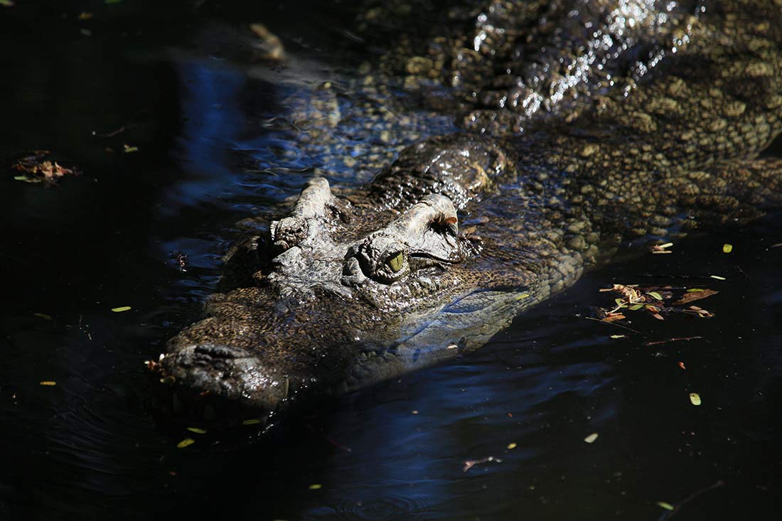 Crocodile in Arusha National Park