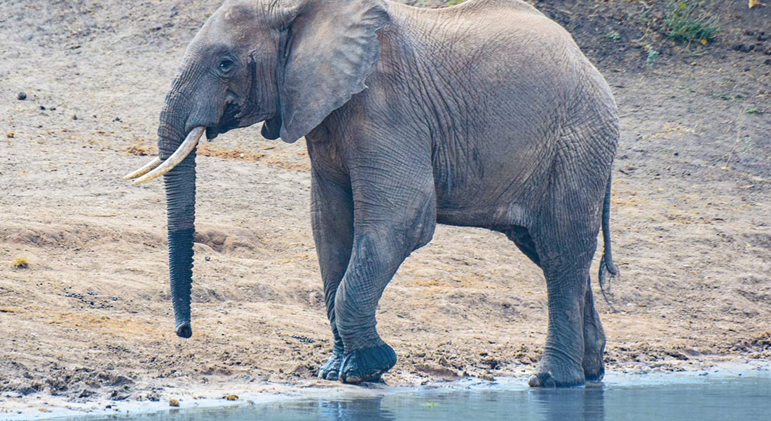 Elephant in Tarangire National Park