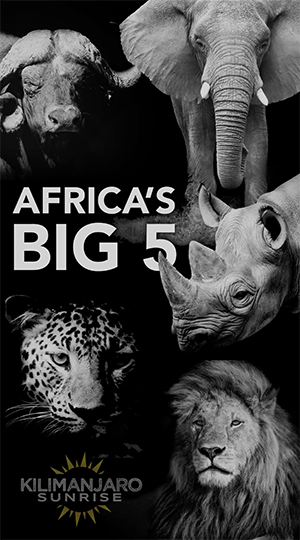 Africas Big Five Safari
