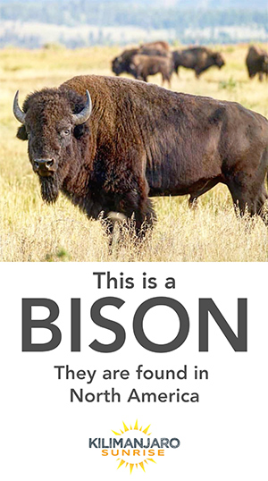 bison vs buffalo width=