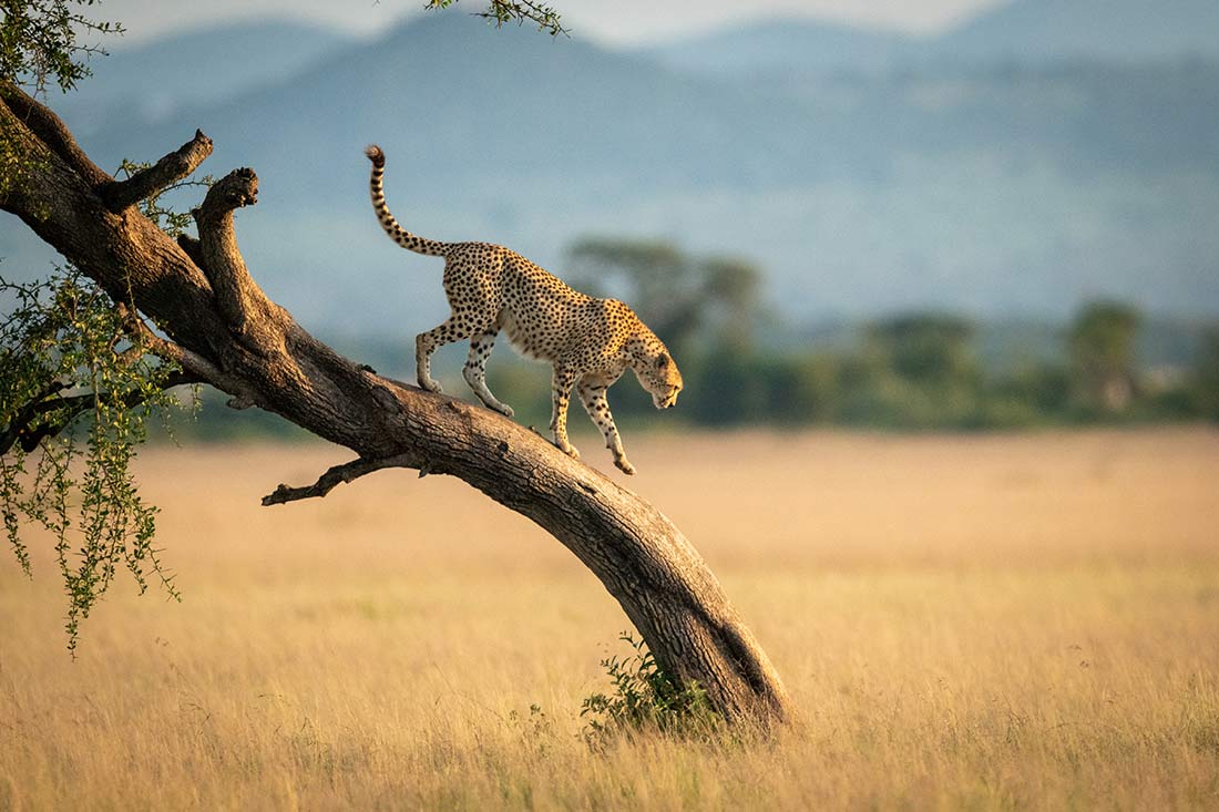 cheetah on the Serengeti