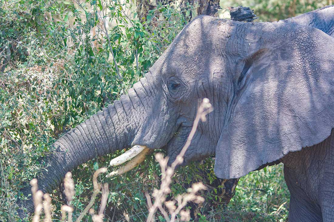 Elephant in the ngorongoro crater