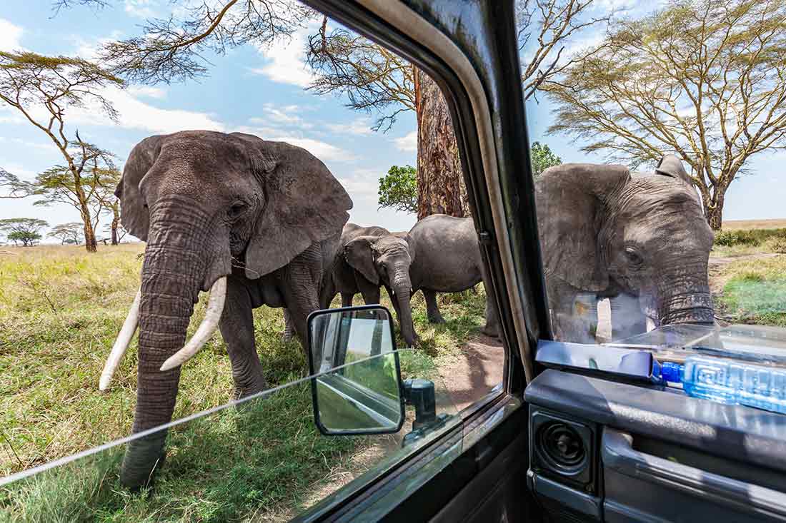 Elephants on a private safari