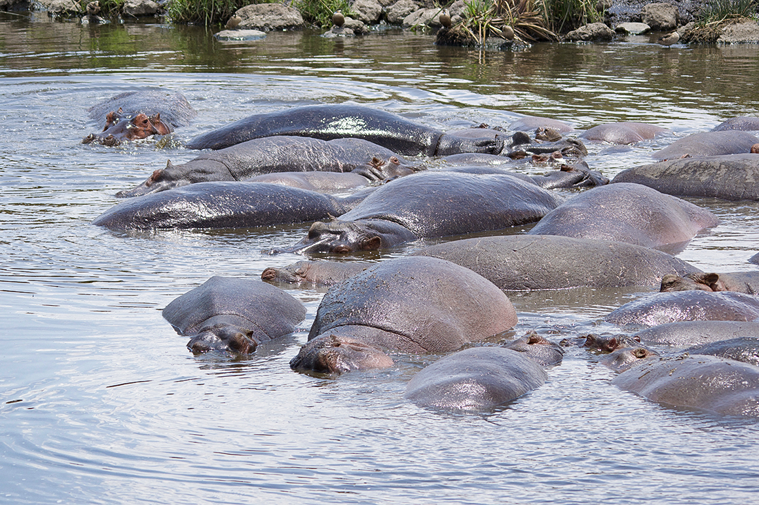 hippos in the ngorongoro crater