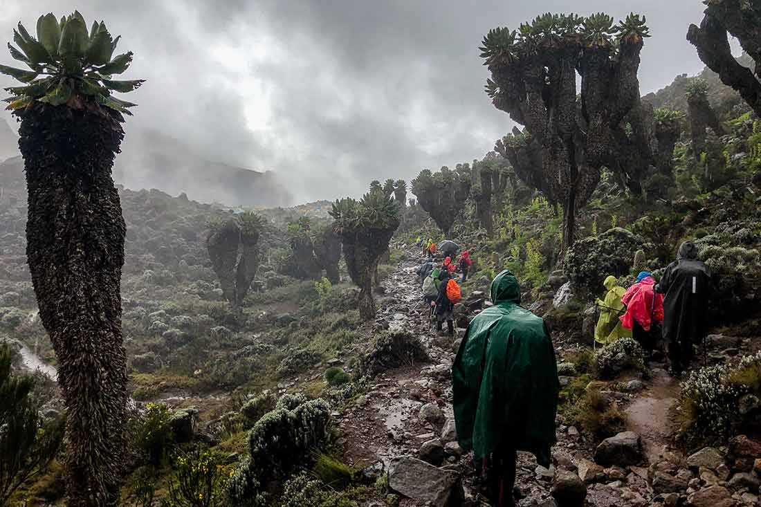 How many people fail climbing Kilimanjaro