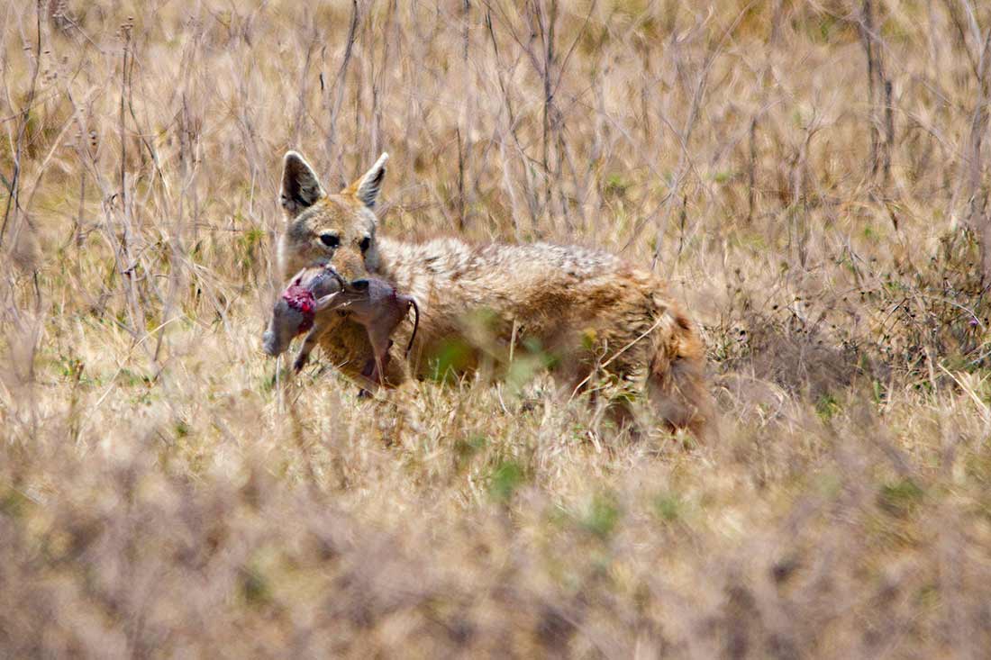 Jackal with a warthog in its mouth
