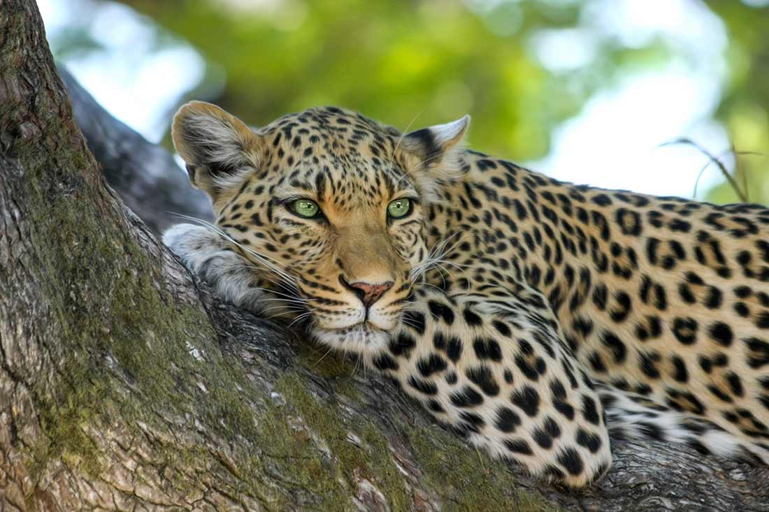 Leopard on Safari