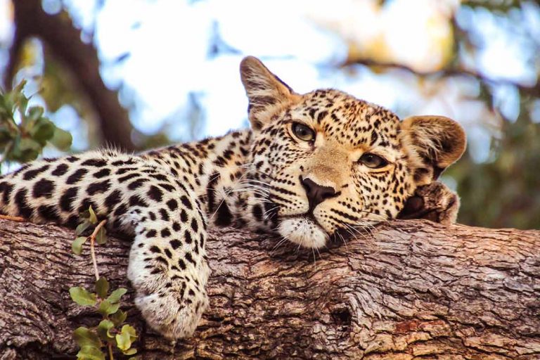 Leopard on a private safari
