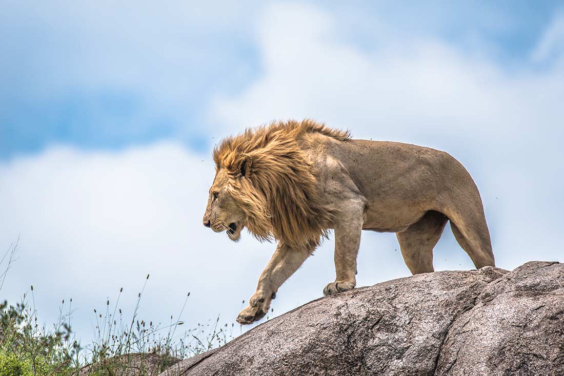 Lion on a private safari