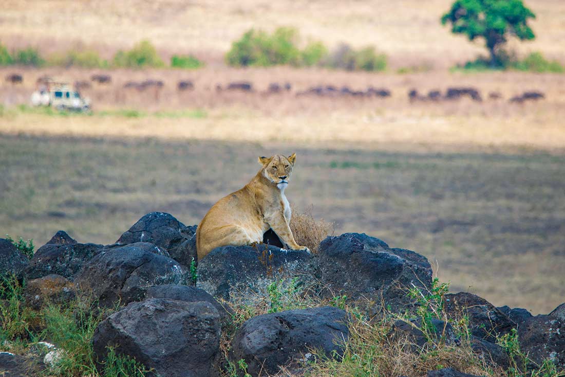 Lioness in the Ngorongoro Crater