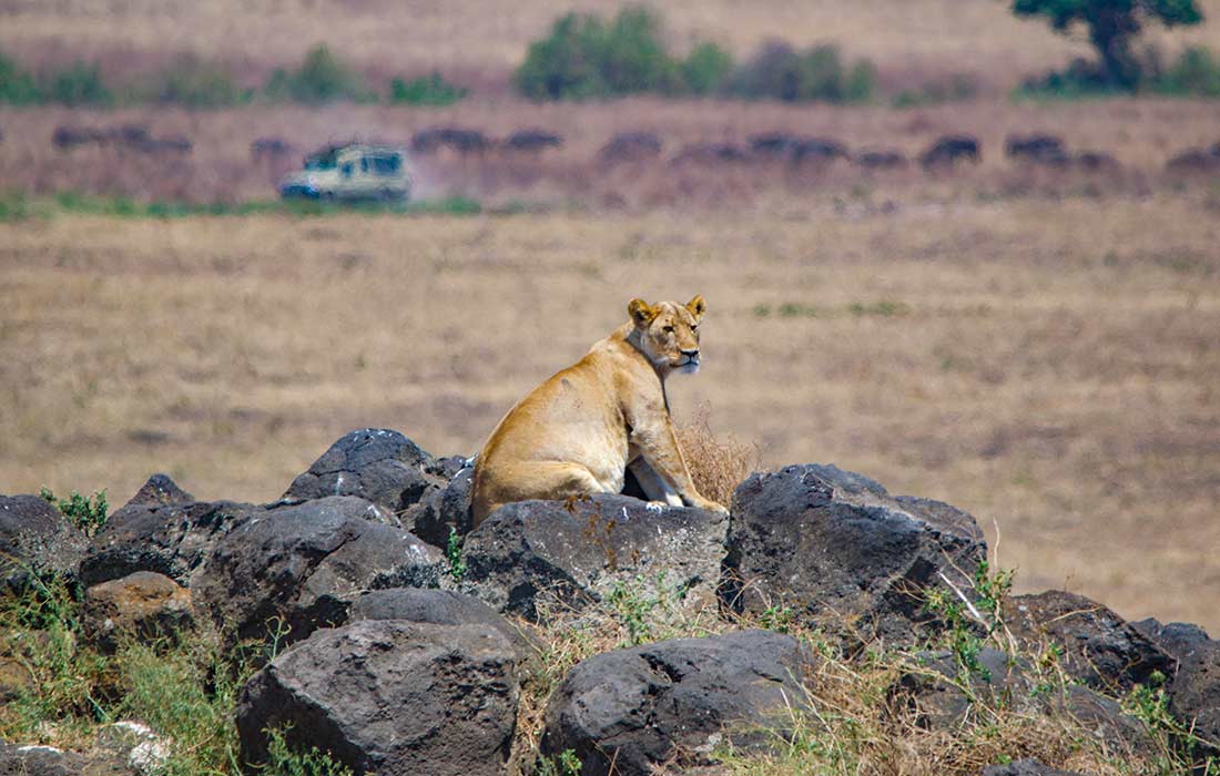 lioness on safari