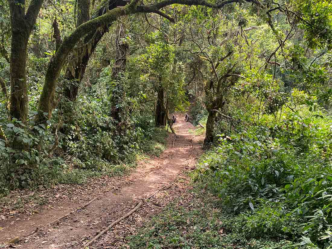 Machame Route Rainforest