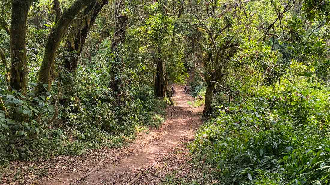 Rainforest Trail on the Lemosho Route