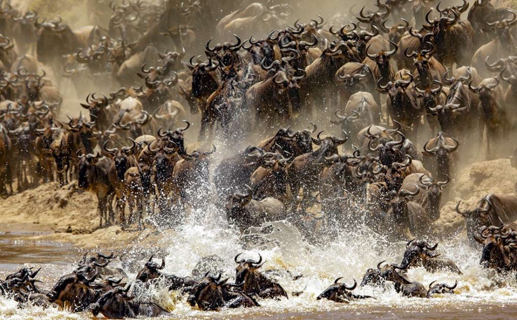 migration crossing the river