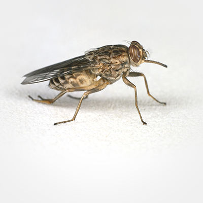 tsetse fly