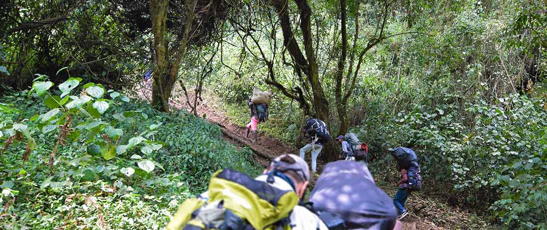 The rainforest section of the Umbwe Route is very steep