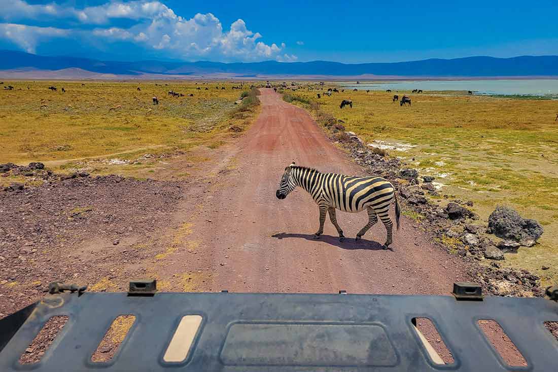 Zebra in the Ngorongoro Crater